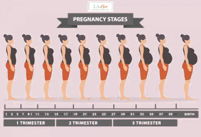First Trimester (Weeks 1–12): Early Changes You Might Not Notice Sparkhill